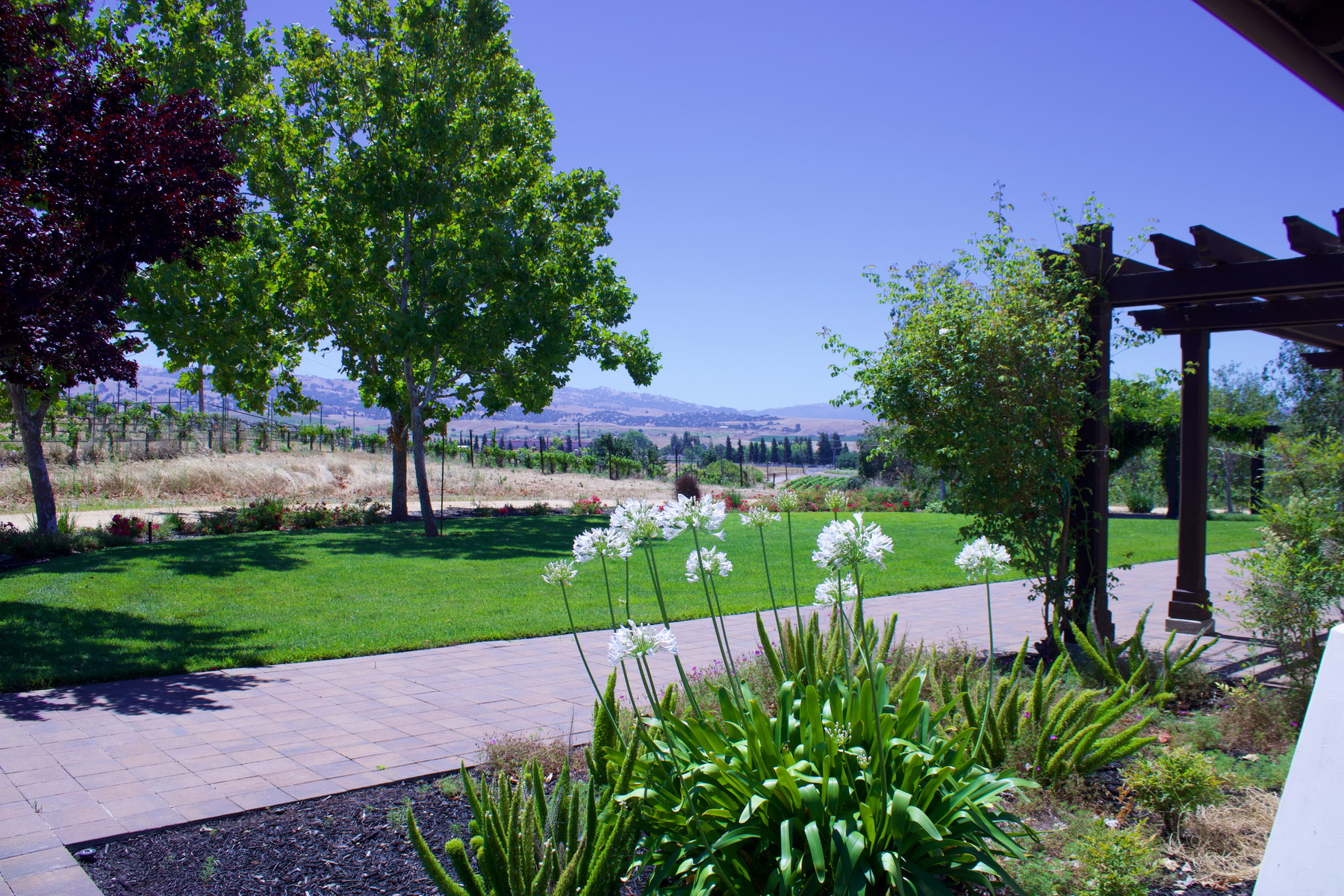 Pergola and vineyard-facing lawn at Martinelli
